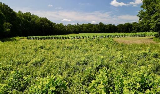Photo #21 of SOLD property in Off Howell Swamp Church rd, Walstonburg, NC 26.1 acres