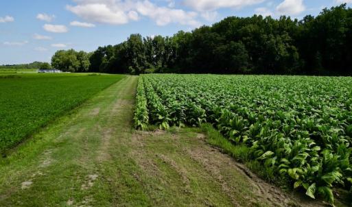 Photo #25 of SOLD property in Off Howell Swamp Church rd, Walstonburg, NC 26.1 acres
