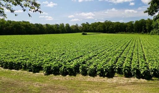 Photo #26 of SOLD property in Off Howell Swamp Church rd, Walstonburg, NC 26.1 acres