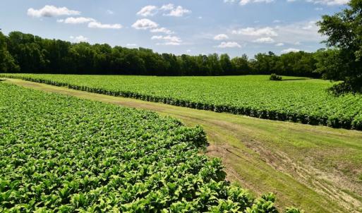 Photo #27 of SOLD property in Off Howell Swamp Church rd, Walstonburg, NC 26.1 acres