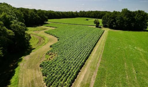 Photo #4 of SOLD property in Off Howell Swamp Church rd, Walstonburg, NC 26.1 acres