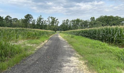 Photo #23 of SOLD property in Off Elkton Road, Clarkton, NC 45.6 acres