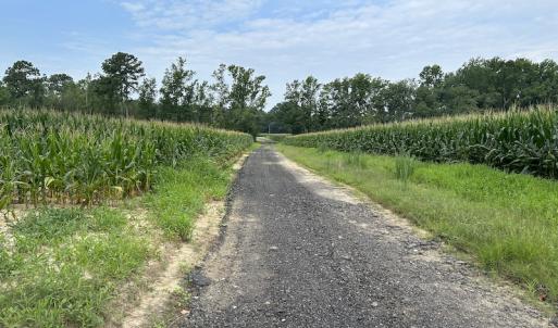 Photo #24 of SOLD property in Off Elkton Road, Clarkton, NC 45.6 acres