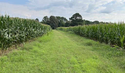 Photo #27 of SOLD property in Off Elkton Road, Clarkton, NC 45.6 acres