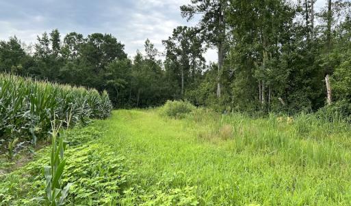 Photo #28 of SOLD property in Off Elkton Road, Clarkton, NC 45.6 acres