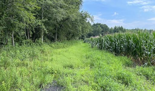 Photo #29 of SOLD property in Off Elkton Road, Clarkton, NC 45.6 acres