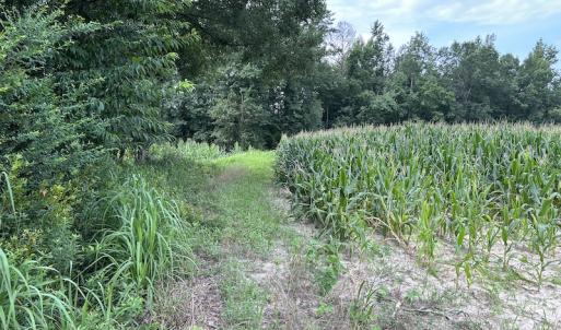Photo #30 of SOLD property in Off Elkton Road, Clarkton, NC 45.6 acres