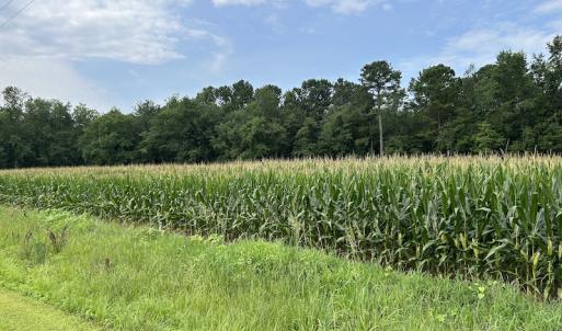 Photo #31 of SOLD property in Off Elkton Road, Clarkton, NC 45.6 acres