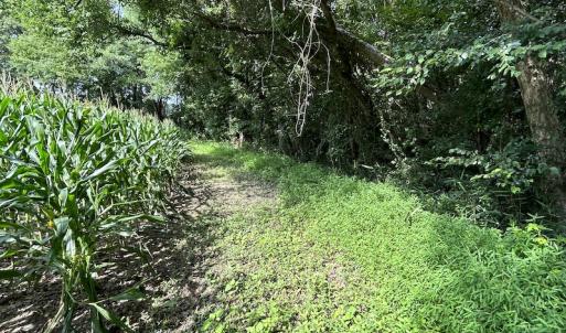 Photo #32 of SOLD property in Off Elkton Road, Clarkton, NC 45.6 acres