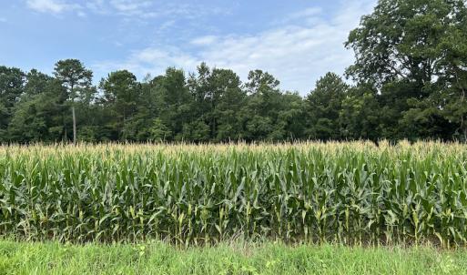 Photo #34 of SOLD property in Off Elkton Road, Clarkton, NC 45.6 acres