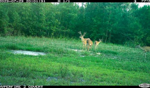 Photo #6 of SOLD property in Off Clifton Road, Beaverdam, VA 36.7 acres