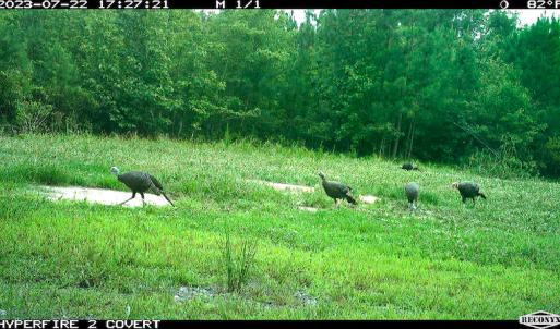 Photo #8 of SOLD property in Off Clifton Road, Beaverdam, VA 36.7 acres