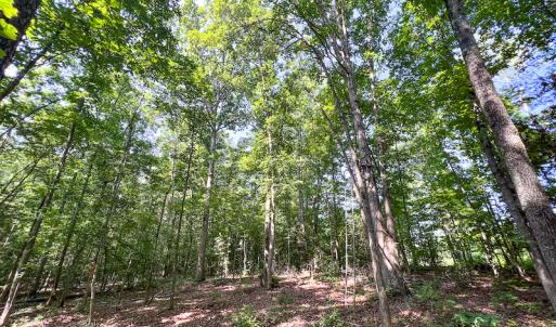 Photo #20 of SOLD property in Off Clifton Road, Beaverdam, VA 36.7 acres