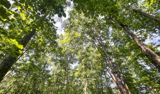 Photo #21 of SOLD property in Off Clifton Road, Beaverdam, VA 36.7 acres