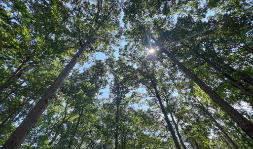 Photo #31 of SOLD property in Off Clifton Road, Beaverdam, VA 36.7 acres