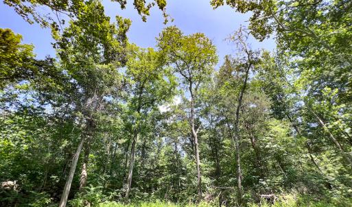 Photo #38 of SOLD property in Off Clifton Road, Beaverdam, VA 36.7 acres