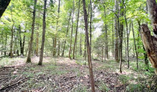 Photo #42 of SOLD property in Off Clifton Road, Beaverdam, VA 36.7 acres