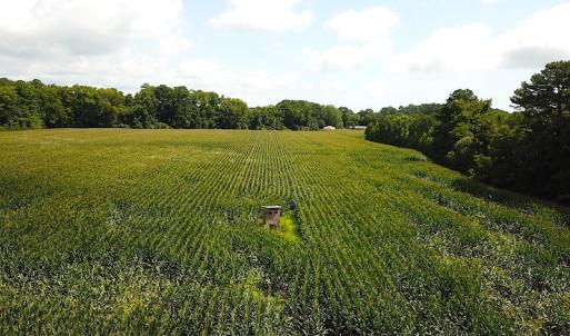 Photo #8 of SOLD property in Off Whachapreague Rd , Wachapreague, VA 40.0 acres