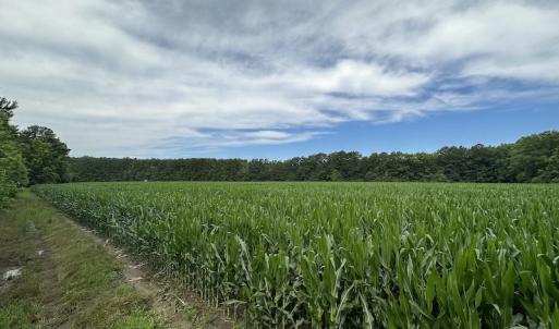 Photo #11 of SOLD property in Off Whachapreague Rd , Wachapreague, VA 40.0 acres