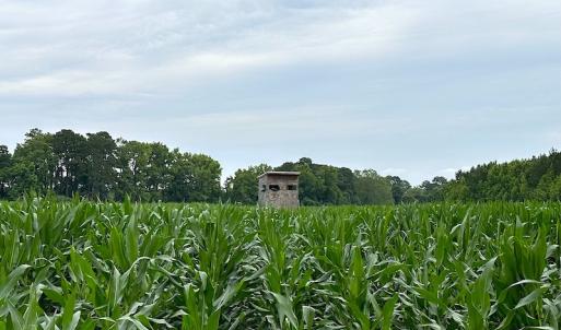 Photo #12 of SOLD property in Off Whachapreague Rd , Wachapreague, VA 40.0 acres