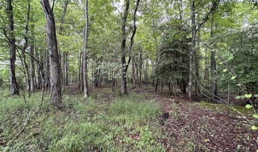 Photo #13 of SOLD property in Off Whachapreague Rd , Wachapreague, VA 40.0 acres