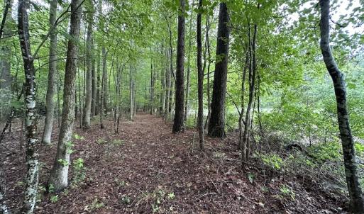 Photo #14 of SOLD property in Off Whachapreague Rd , Wachapreague, VA 40.0 acres