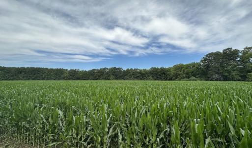 Photo #15 of SOLD property in Off Whachapreague Rd , Wachapreague, VA 40.0 acres