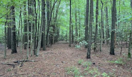 Photo #16 of SOLD property in Off Whachapreague Rd , Wachapreague, VA 40.0 acres