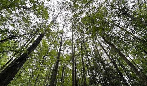 Photo #17 of SOLD property in Off Whachapreague Rd , Wachapreague, VA 40.0 acres