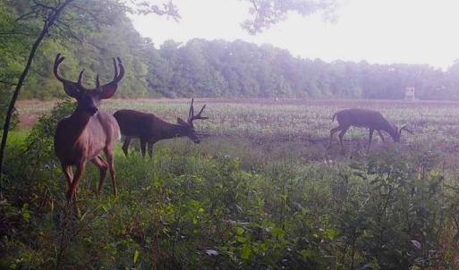 Photo #18 of SOLD property in Off Whachapreague Rd , Wachapreague, VA 40.0 acres
