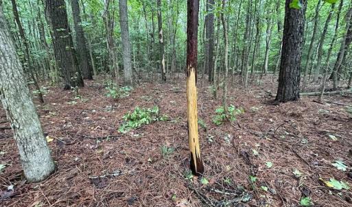 Photo #19 of SOLD property in Off Whachapreague Rd , Wachapreague, VA 40.0 acres