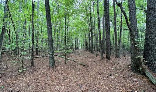 Photo #20 of SOLD property in Off Whachapreague Rd , Wachapreague, VA 40.0 acres