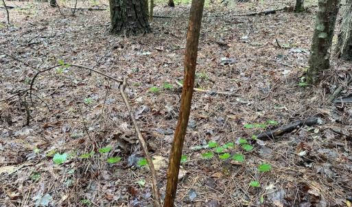 Photo #21 of SOLD property in Off Whachapreague Rd , Wachapreague, VA 40.0 acres