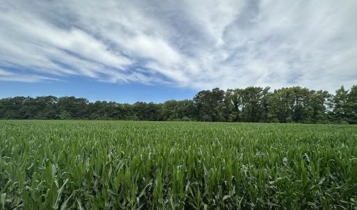 Photo #22 of SOLD property in Off Whachapreague Rd , Wachapreague, VA 40.0 acres