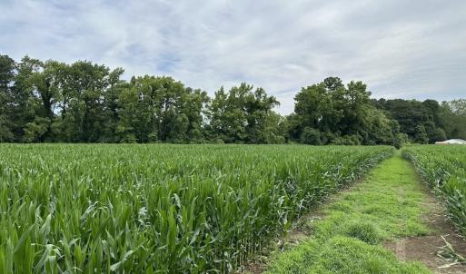 Photo #23 of SOLD property in Off Whachapreague Rd , Wachapreague, VA 40.0 acres