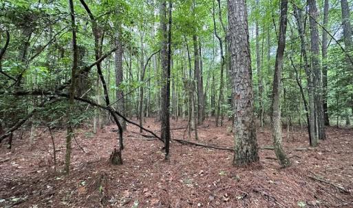 Photo #24 of SOLD property in Off Whachapreague Rd , Wachapreague, VA 40.0 acres