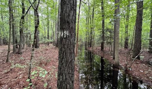 Photo #25 of SOLD property in Off Whachapreague Rd , Wachapreague, VA 40.0 acres