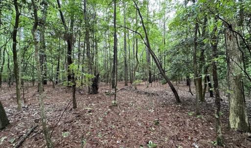 Photo #28 of SOLD property in Off Whachapreague Rd , Wachapreague, VA 40.0 acres