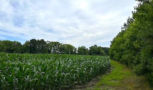 Photo #29 of SOLD property in Off Whachapreague Rd , Wachapreague, VA 40.0 acres