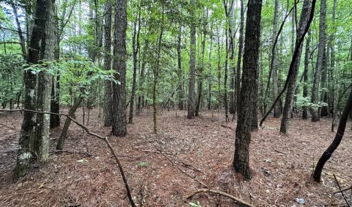 Photo #30 of SOLD property in Off Whachapreague Rd , Wachapreague, VA 40.0 acres