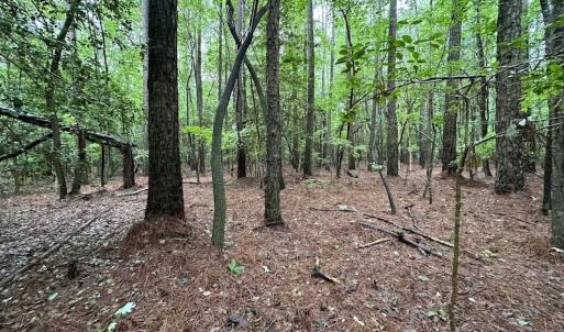 Photo #31 of SOLD property in Off Whachapreague Rd , Wachapreague, VA 40.0 acres