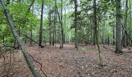 Photo #34 of SOLD property in Off Whachapreague Rd , Wachapreague, VA 40.0 acres