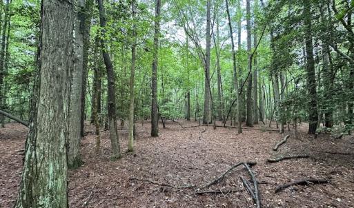 Photo #35 of SOLD property in Off Whachapreague Rd , Wachapreague, VA 40.0 acres