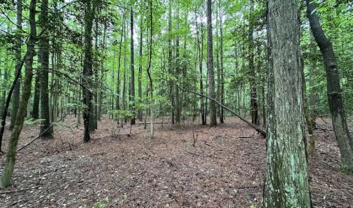 Photo #37 of SOLD property in Off Whachapreague Rd , Wachapreague, VA 40.0 acres
