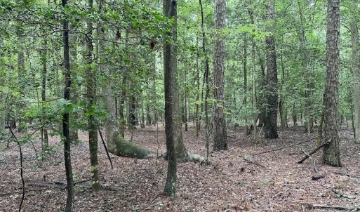 Photo #39 of SOLD property in Off Whachapreague Rd , Wachapreague, VA 40.0 acres