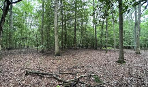 Photo #40 of SOLD property in Off Whachapreague Rd , Wachapreague, VA 40.0 acres
