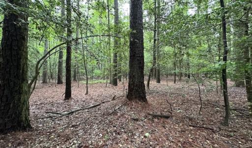 Photo #41 of SOLD property in Off Whachapreague Rd , Wachapreague, VA 40.0 acres