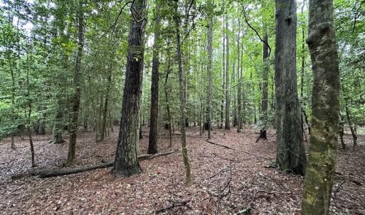 Photo #42 of SOLD property in Off Whachapreague Rd , Wachapreague, VA 40.0 acres