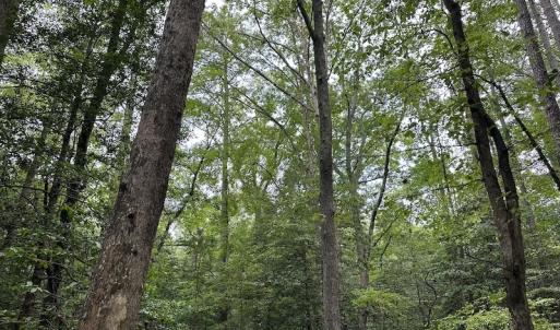 Photo #43 of SOLD property in Off Whachapreague Rd , Wachapreague, VA 40.0 acres