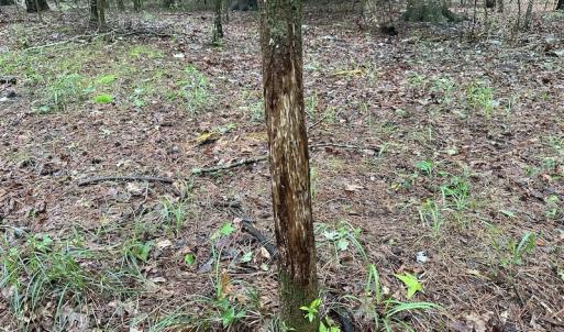 Photo #44 of SOLD property in Off Whachapreague Rd , Wachapreague, VA 40.0 acres